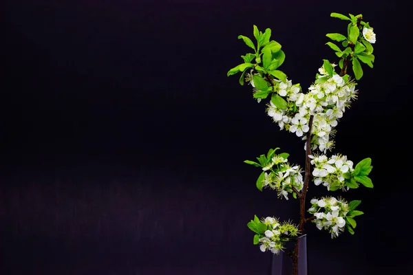 Blühende Pflaumenzweige vor dunklem Hintergrund Frühjahrsblüte der Obstbäume — Stockfoto