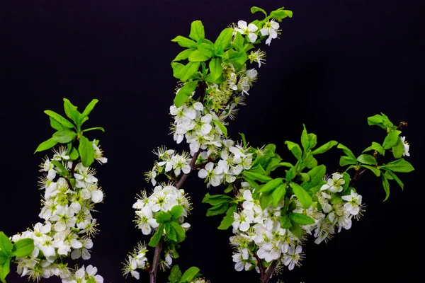 Blommande plommon grenar på en mörk bakgrund vårblomning av fruktträd — Stockfoto