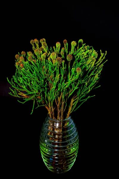 Brunia en un jarrón de vidrio sobre un fondo oscuro ramas naturales verdes — Foto de Stock