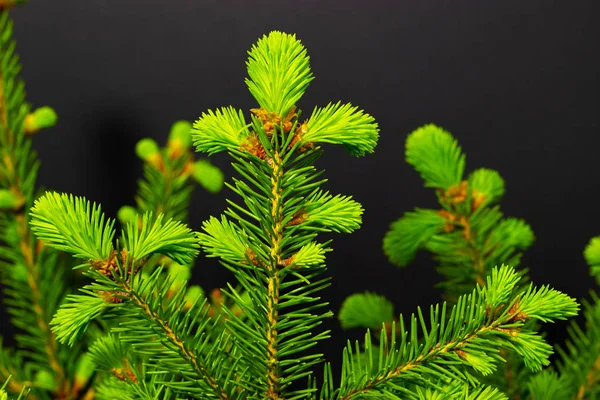 Ramas de coníferas verdes sobre un fondo oscuro fondo de Navidad —  Fotos de Stock