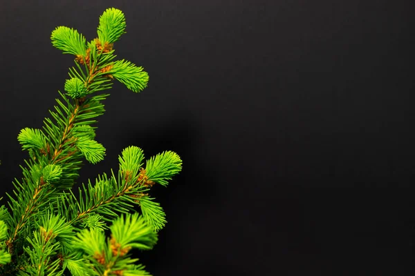 Zöld tűlevelű ágak sötét háttér karácsonyi háttér — Stock Fotó