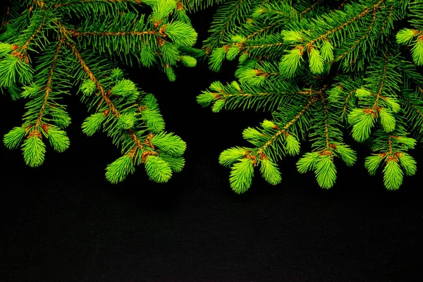 Ramas de coníferas verdes sobre un fondo oscuro fondo de Navidad —  Fotos de Stock