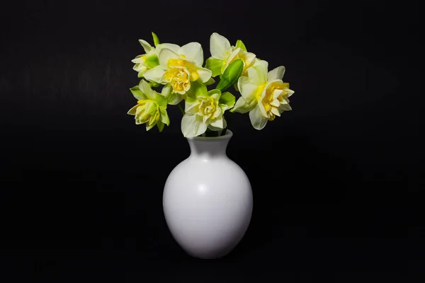 Fresh spring daffodils in a white vase on a dark background — Stock Photo, Image