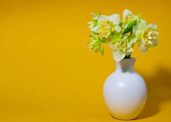 Jonquilles printanières fraîches dans un vase blanc sur fond jaune — Photo