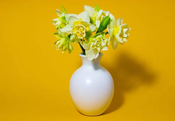 Narcisos frescos de primavera en un jarrón blanco sobre un fondo amarillo — Foto de Stock