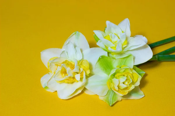 Narcisos frescos de primavera en un jarrón blanco sobre un fondo amarillo — Foto de Stock