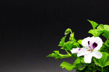 koyu bir arka plan üzerinde tomurcukları ile koyu bir arka plan bahçe sardunya pelargoniums karşı tencere beyaz pelargonium