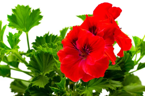 Beyaz bir arka plan üzerinde tomurcukları ile beyaz bir arka bahçe bahçe sardunya pelargoniums üzerinde tencere pelargonium kırmızı — Stok fotoğraf