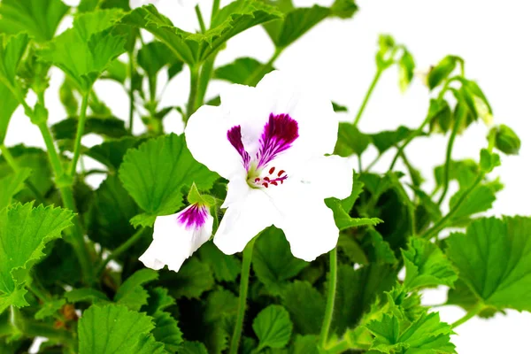Белый пеларгоний в цветочных горшках на белом фоне сада герань пеларгонии с бутонами на белом фоне — стоковое фото