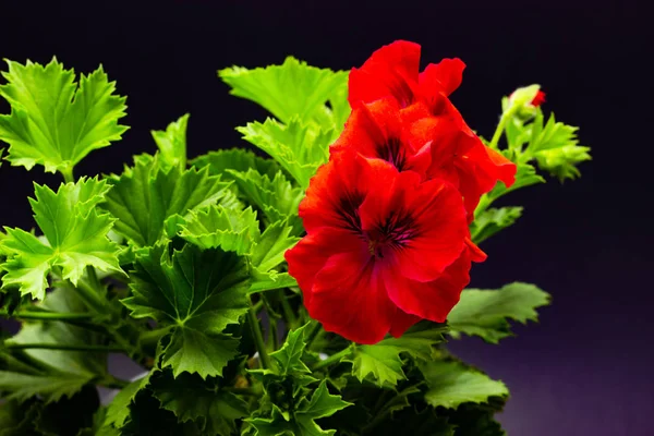 Pelargonium röd i krukor mot en mörk bakgrund trädgård pelargon Pelargonsläktet med knoppar på en mörk bakgrund — Stockfoto