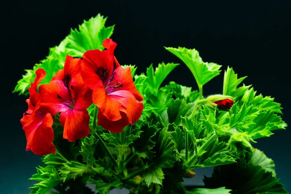 Pelargonium röd i krukor mot en mörk bakgrund trädgård pelargon Pelargonsläktet med knoppar på en mörk bakgrund — Stockfoto