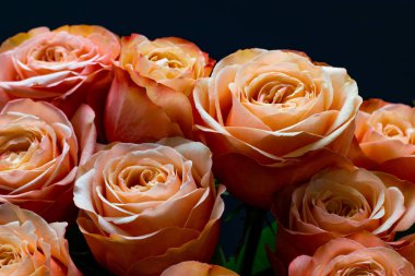 pembe şeftali güller koyu bir arka plan çiçek arka plan üzerinde yakın