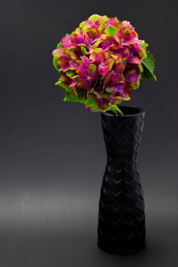 koyu bir arka plan çiçek arka plan üzerinde bir vazo pembe yeşil ortanca