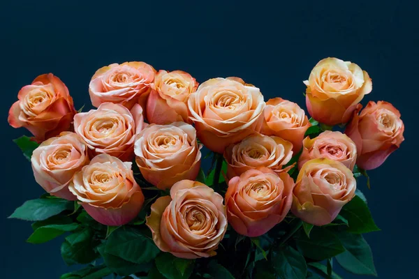 Рожеві персикові троянди крупним планом на темному фоні квітковий фон — стокове фото