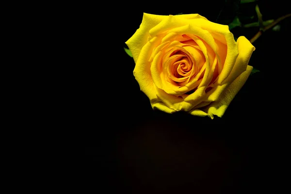 新鮮な黄色のバラは、暗い背景の花の背景にクローズアップ — ストック写真
