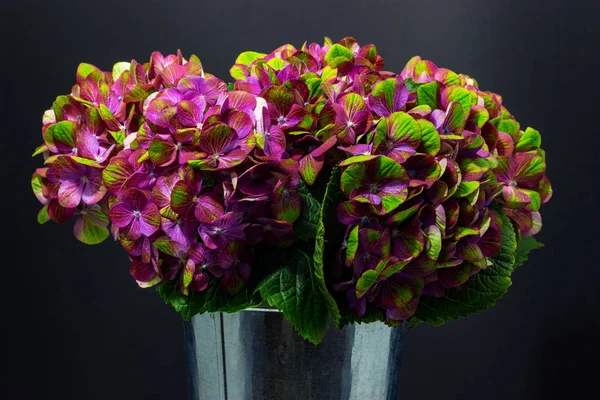 Hortensias verdes rosadas primer plano sobre fondo oscuro fondo floral — Foto de Stock