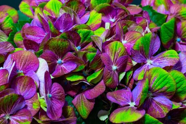 Rosa grön hortensia närbild på mörk bakgrund blommig bakgrund — Stockfoto