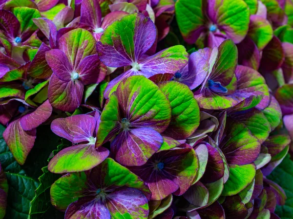 Rosa grön hortensia närbild på mörk bakgrund blommig bakgrund — Stockfoto