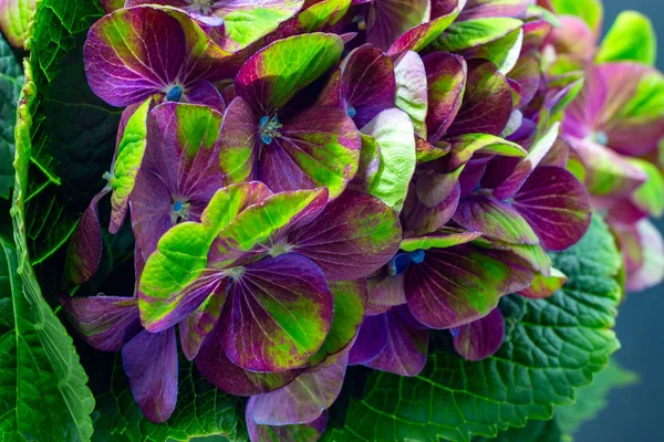 Rosa grön hortensia närbild på mörk bakgrund blommig bakgrund — Stockfoto