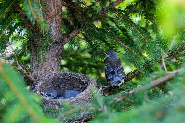 Tordo cantor joven sentado en una rama polluelos en un nido en una rama de árbol de cerca en primavera a la luz del sol — Foto de Stock