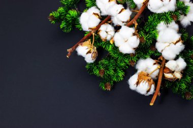 Metin için çam dalları ve pamuk Uzay ile Noel arka plan