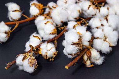 koyu bir arka plan yakın çekim üzerinde pamuk lulls