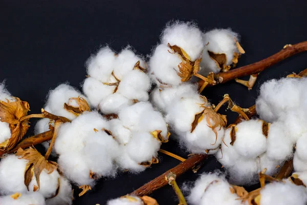 Cotton bolls on a dark background close-up Royalty Free Stock Images