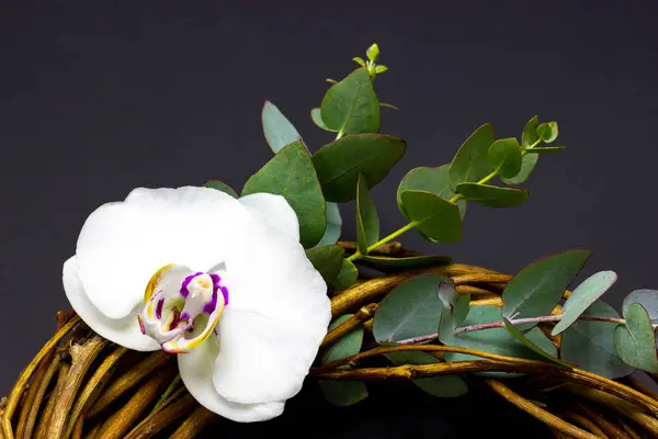Couronne ronde décorative avec fleurs d'orchidée et eucalyptus sur un fond sombre — Photo