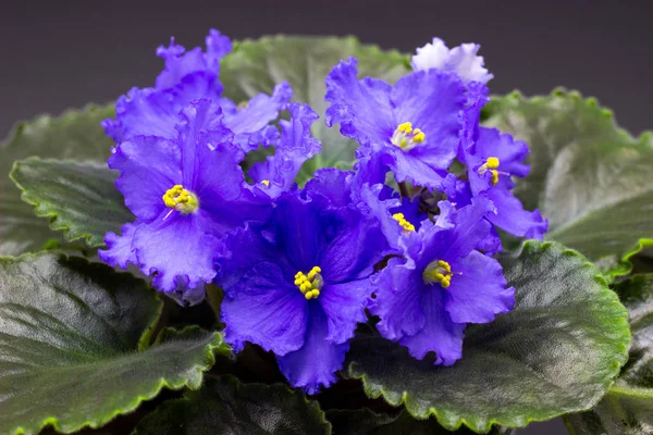 Blå Saintpaulia på en mörk bakgrund blå blommor — Stockfoto