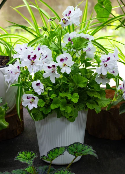 Plantas interiores decorativas y florecientes en el alféizar de la ventana plantas verdes y flores de interior —  Fotos de Stock