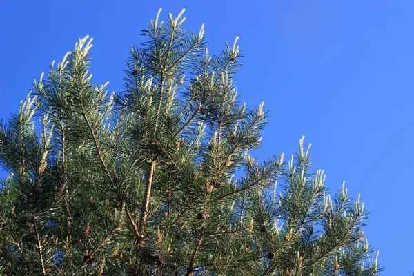 Las ramas de coníferas contra el cielo azul en verano —  Fotos de Stock