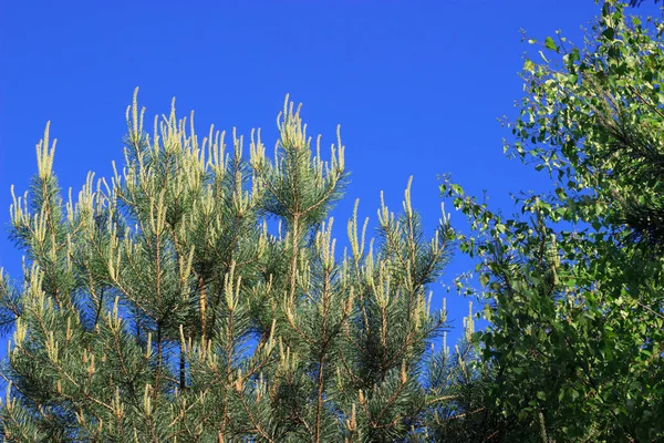Las ramas de coníferas contra el cielo azul en verano —  Fotos de Stock