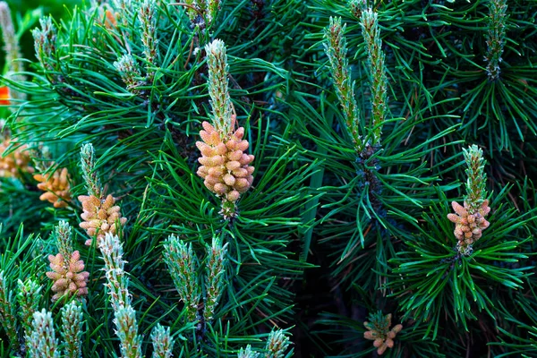 Pino de montaña de cerca, ramas de pino con conos jóvenes, coníferas en el diseño del paisaje en el jardín botánico —  Fotos de Stock