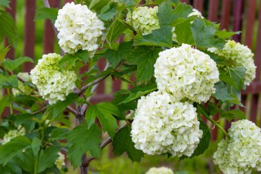 Bahçede çiçek açan viburnum, viburnum bir çalı üzerinde çiçek beyaz topları. Peyzaj.