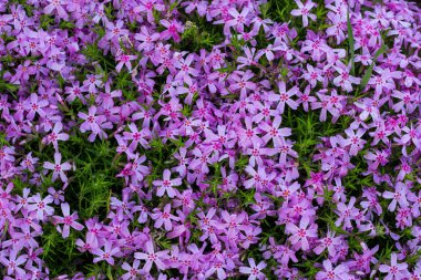 Aubrieta pembe closeup, bahçede küçük pembe çiçekler. Botanik bahçesinde peyzaj tasarımı.