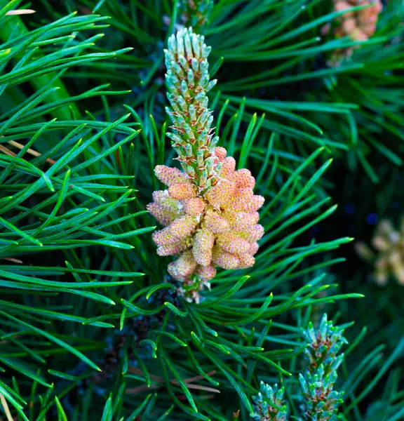 Pino di montagna da vicino, rami di pino con coni giovani, conifere nella progettazione del paesaggio nell'orto botanico — Foto Stock