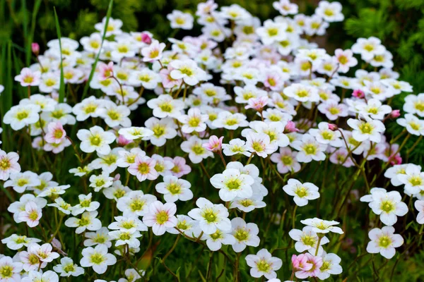 Fond floral de fleurs roses de saxifrage, floraison printanière de saxifrage, petites fleurs blanches — Photo