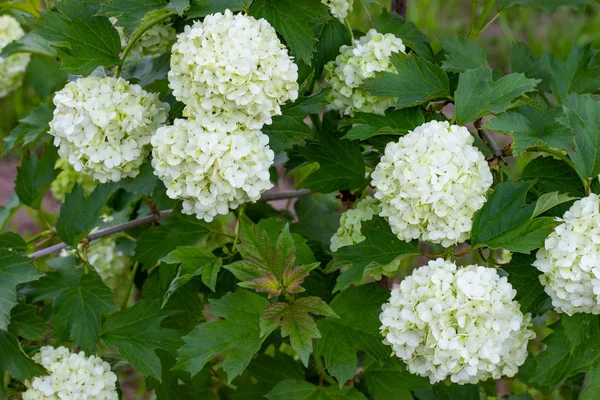 Blooming viburnum in the garden, floral white balls on a bush of viburnum. Landscaping. — Stock Photo, Image