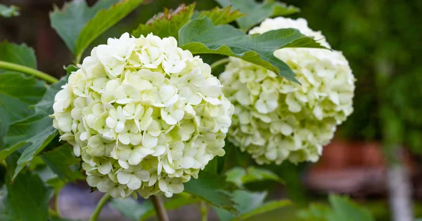 Blühendes Viburnum im Garten, blumige weiße Kugeln an einem Strauch von Viburnum. Landschaftsbau. — Stockfoto