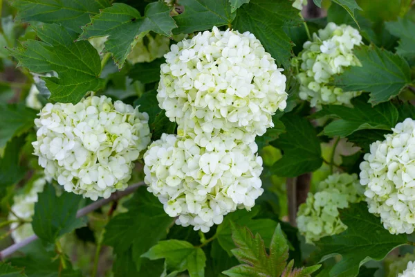 Floração viburnum no jardim, bolas brancas florais em um arbusto de viburnum. Paisagismo . — Fotografia de Stock
