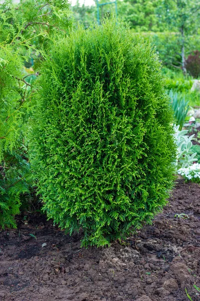 Thuja occidentalis es un árbol de coníferas de hoja perenne. Coníferas siempreverdes en el diseño del paisaje en el jardín botánico . —  Fotos de Stock