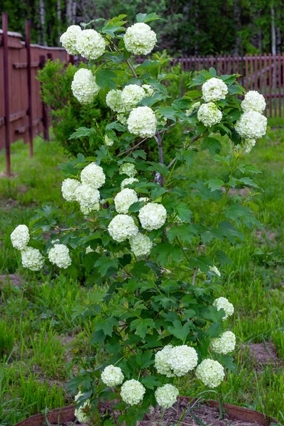 Blühendes Viburnum im Garten, blumige weiße Kugeln an einem Strauch von Viburnum. Landschaftsbau. — Stockfoto