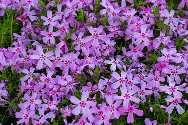 Aubrieta rosa närbild, små rosa blommor i trädgården. Landskapsdesign i botaniska trädgården. — Stockfoto