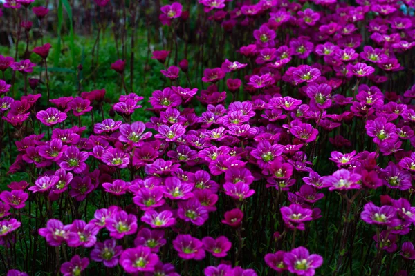 Fundo floral de flores cor-de-rosa de saxifrage, primavera florescendo de saxifrage, pequenas flores rosa — Fotografia de Stock