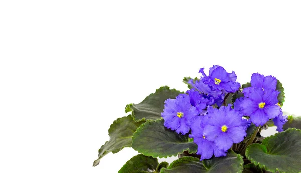 Mavi Saintpaulia beyaz bir arka plan mavi çiçekler — Stok fotoğraf
