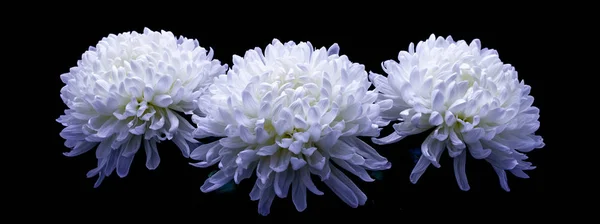 Flores de delicado crisântemo branco foto macro em um fundo escuro — Fotografia de Stock