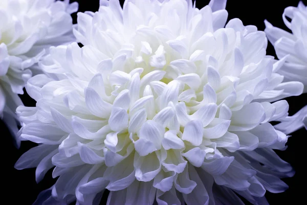 Flores de delicado crisântemo branco foto macro em um fundo escuro — Fotografia de Stock