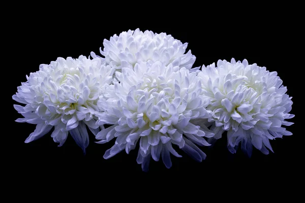 Flores de delicado crisântemo branco foto macro em um fundo escuro — Fotografia de Stock