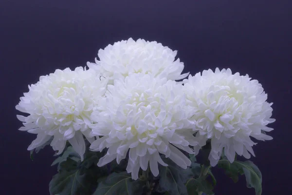Flores de delicado crisântemo branco foto macro em um fundo escuro — Fotografia de Stock