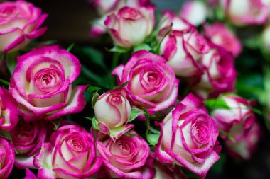 parlak çalı pembe çiçek arka plan kadar yakın gül